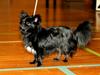 Chihuahua Lise´s Sumo *udstationeret*