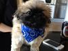 Pekingeser Lucka