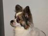 Papillon Nuser