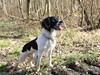 Kleiner münsterländer Gizmo