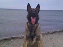 Malinois Søholms Eddie