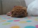 Shar pei Dolly