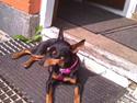 Dvaergpinscher Freja