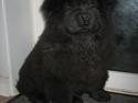 Chow chow Xiva