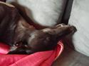 Greyhound kill-kenny