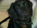 Engelsk springer spaniel Idéfix