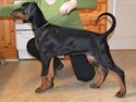 Dobermann Akitta