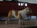 Engelsk bulldog Cirkeline