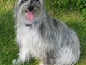 Pyrenæisk hyrdehund Happybeast Columbine (Crazy)
