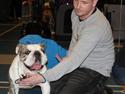 Engelsk bulldog Elvis (R.I.P)