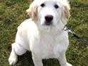 Golden retriever Simba