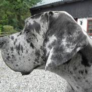 Grand danois Slettemosegårds Hugo