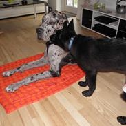 Grand danois Slettemosegårds Hugo