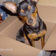 Blanding af racer Simba