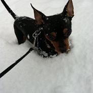 Blanding af racer Simba