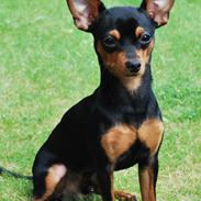 Blanding af racer Simba