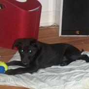 Blanding af racer Ludvig