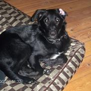 Blanding af racer Ludvig