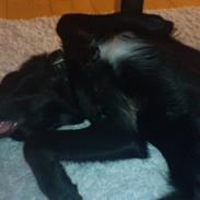 Blanding af racer Ludvig