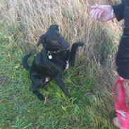 Blanding af racer Ludvig