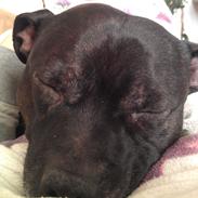 Staffordshire bull terrier Anton