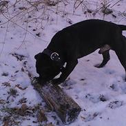 Staffordshire bull terrier Anton