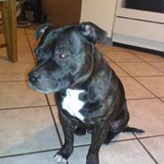 Staffordshire bull terrier Anton