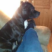 Staffordshire bull terrier Anton