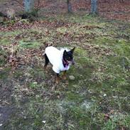 Dvaergpinscher Freja 