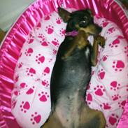 Dvaergpinscher Freja 