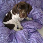 Gammel dansk hønsehund Bobby