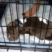 Gammel dansk hønsehund Bobby