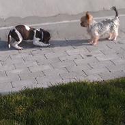 Gammel dansk hønsehund Bobby