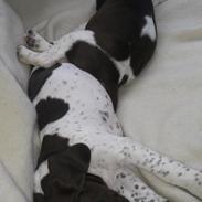 Gammel dansk hønsehund Bobby