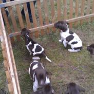 Gammel dansk hønsehund Bobby