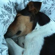 Dansk svensk gaardhund Nikki