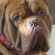 Dogue de bordeaux Meine Rottis DDB Ashley