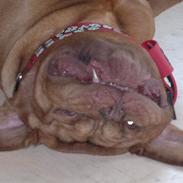 Dogue de bordeaux Meine Rottis DDB Ashley