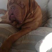 Dogue de bordeaux Meine Rottis DDB Ashley