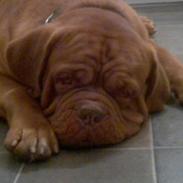 Dogue de bordeaux Meine Rottis DDB Ashley