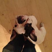 Fransk bulldog Trunte