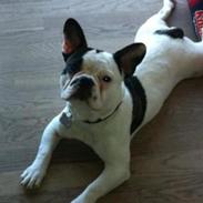 Fransk bulldog Trunte