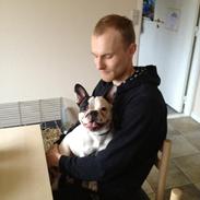 Fransk bulldog Trunte