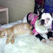 Fransk bulldog Trunte