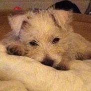 West highland white terrier Bastian