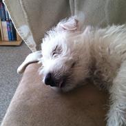 West highland white terrier Bastian