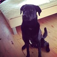 Blanding af racer Zeus