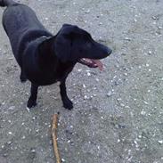 Blanding af racer Zeus