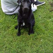 Blanding af racer Zeus