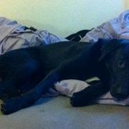 Blanding af racer Zeus